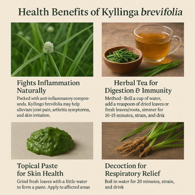 The Healing Power of Kyllinga brevifolia: Nature’s Green Ally