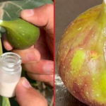 The Surprising Benefits of Fig Sap