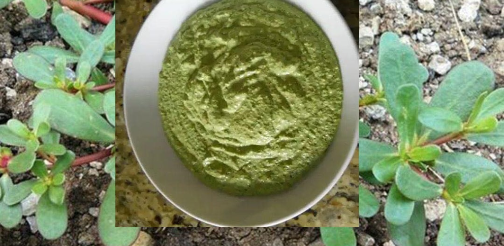 Purslane is an underrated plant that is full of surprising benefits