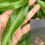 Everyone loves mangoes, but most people don’t realize how important their leaves are.
