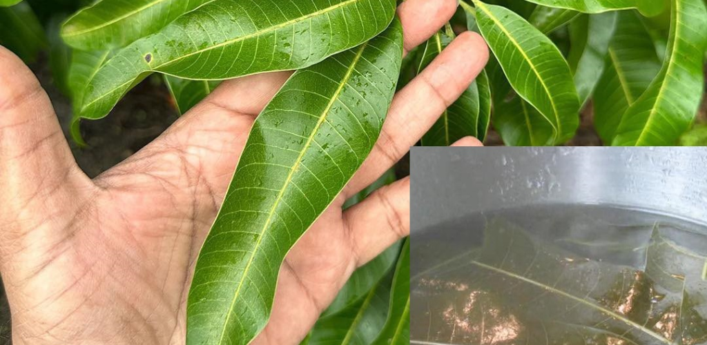 Everyone loves mangoes, but most people don’t realize how important their leaves are.