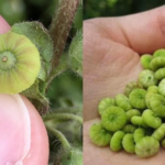 Health Benefits of Small-Flowered Mallow: The Most Important Thing to Know