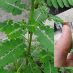 Moringa Benefits: A Natural Treasure