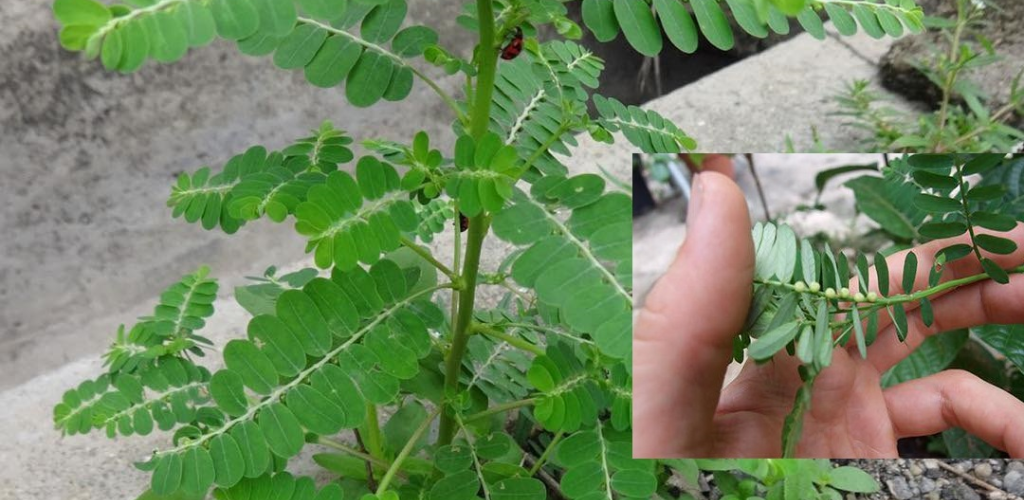 Moringa Benefits: A Natural Treasure