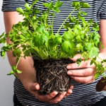 How to Grow Parsley