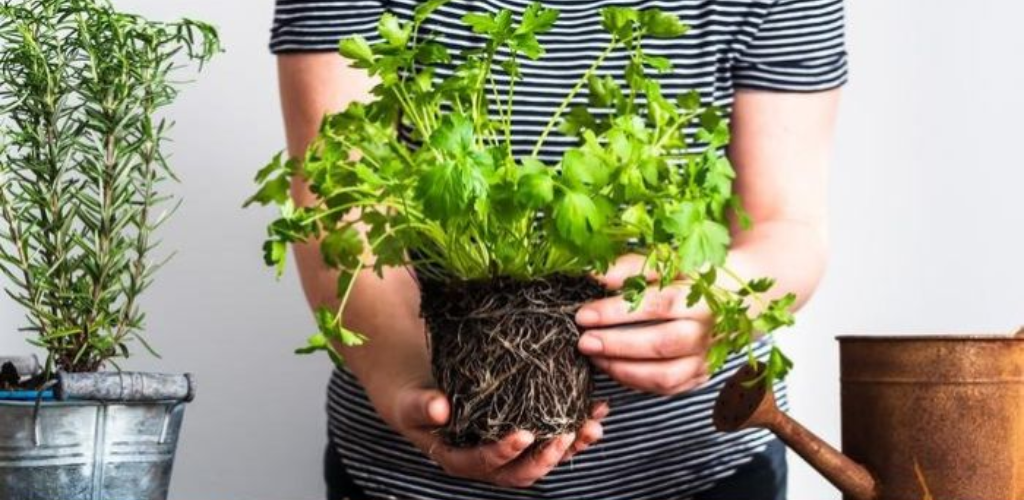 How to Grow Parsley