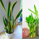 11 Plants That Attract Happiness, Positive Energy, and Prosperity to Your Home