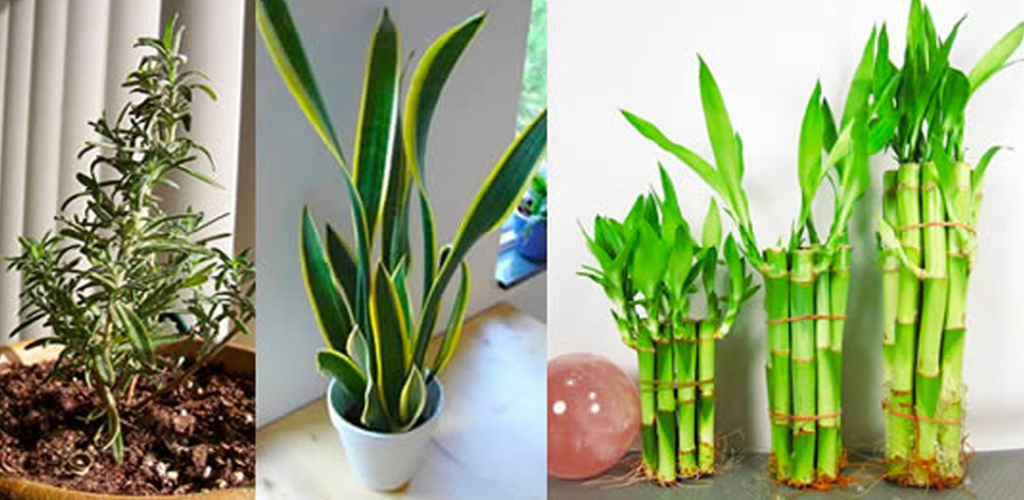 11 Plants That Attract Happiness, Positive Energy, and Prosperity to Your Home
