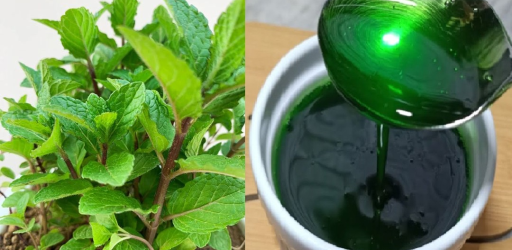 Mint is a plant with multiple benefits