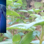 Oregano is a plant with multiple benefits
