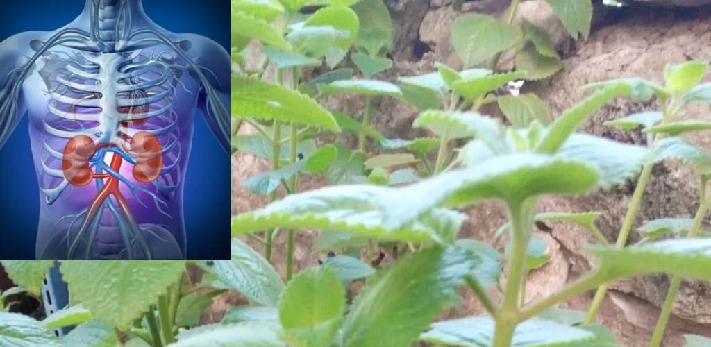 Oregano is a plant with multiple benefits