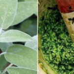 Better Than Any Pill: Discover the Amazing Healing Powers of Sage