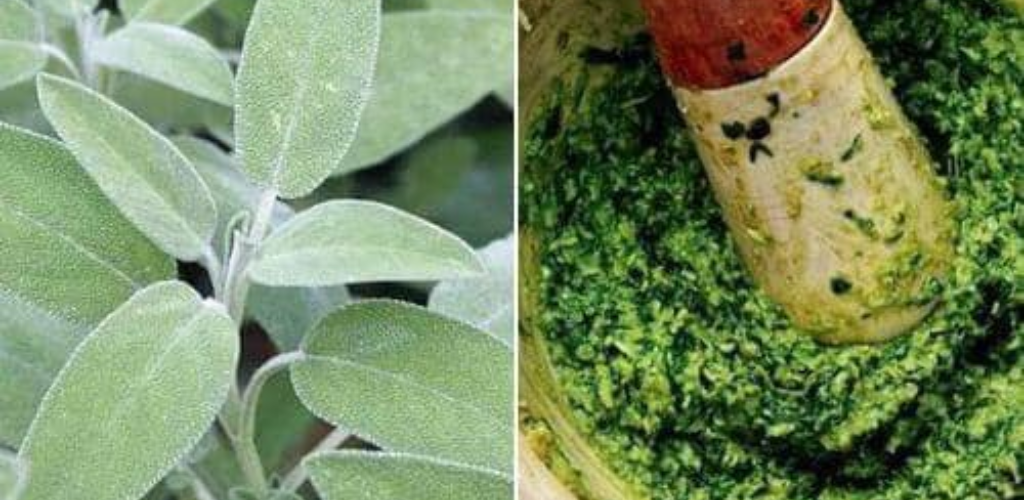 Better Than Any Pill: Discover the Amazing Healing Powers of Sage