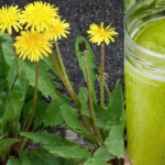 Dandelion Roots: Benefits