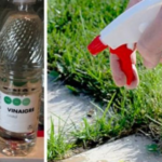 10 reasons to use white vinegar to maintain your garden