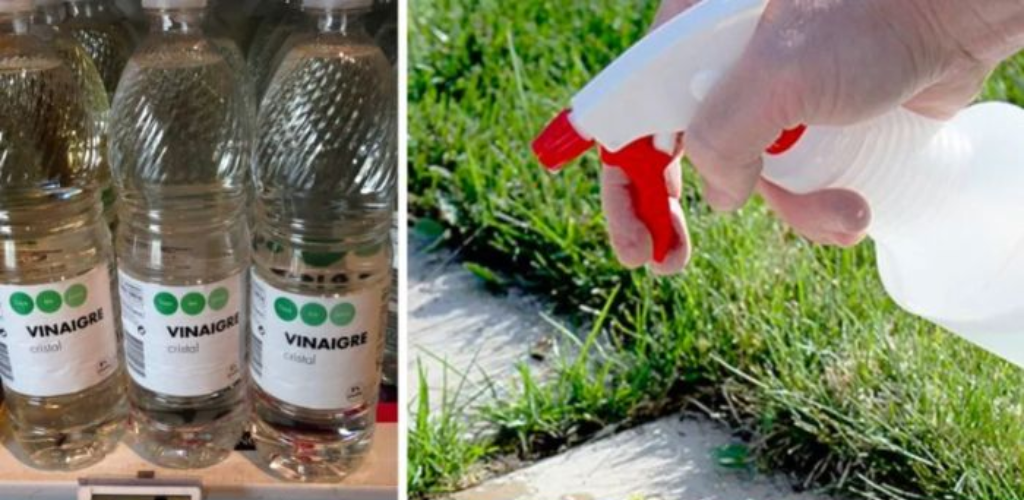 10 reasons to use white vinegar to maintain your garden