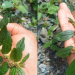 Euphorbia Hirta: A Plant with Many Virtues