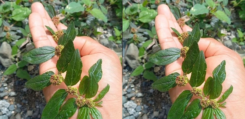 Euphorbia Hirta: A Plant with Many Virtues