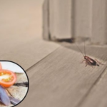 Natural and effective method to fight the proliferation of cockroaches avoiding chemical products.