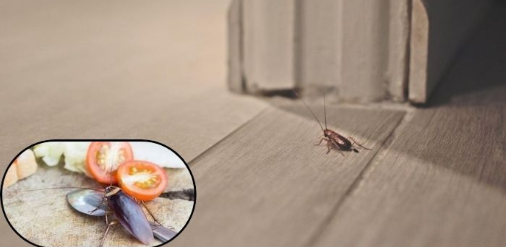 Natural and effective method to fight the proliferation of cockroaches avoiding chemical products.