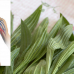 Major Plantain: A Plant with Multiple Benefits