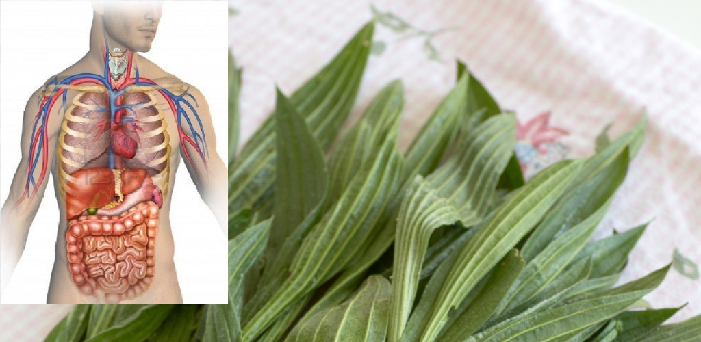 Major Plantain: A Plant with Multiple Benefits