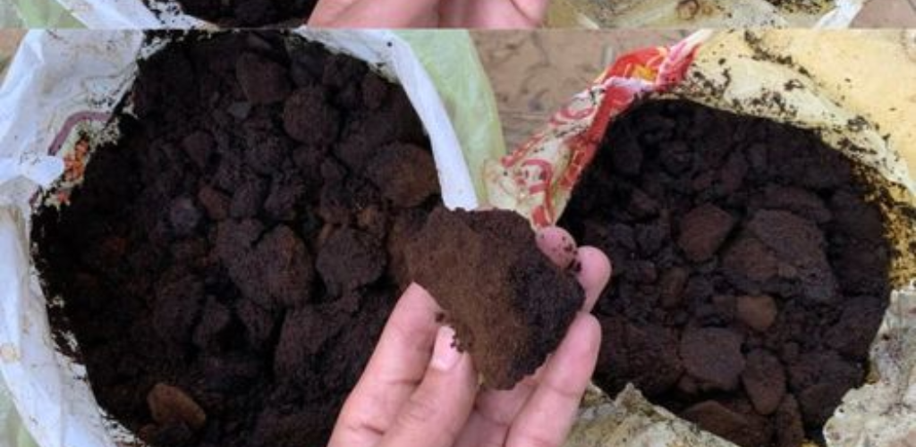 7 Useful Uses for Coffee Grounds in the Garden and Home