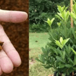 How to grow anise at home in a pot.