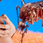 Mosquitoes, if they won’t leave you alone, get rid of them with this strong scent – they’re gone
