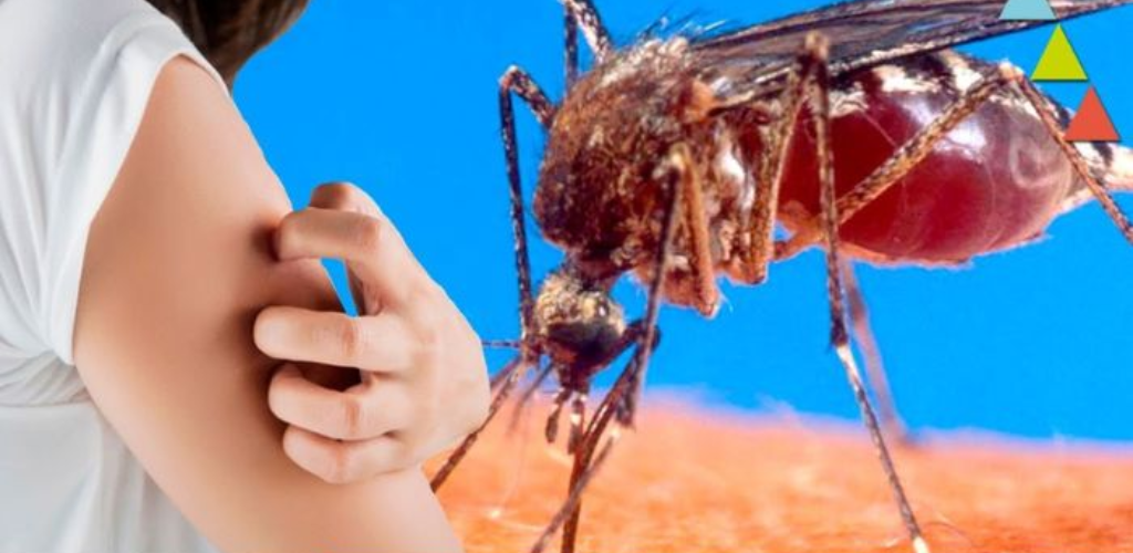 Mosquitoes, if they won’t leave you alone, get rid of them with this strong scent – they’re gone