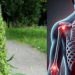 Discover the Health Benefits of Amaranth