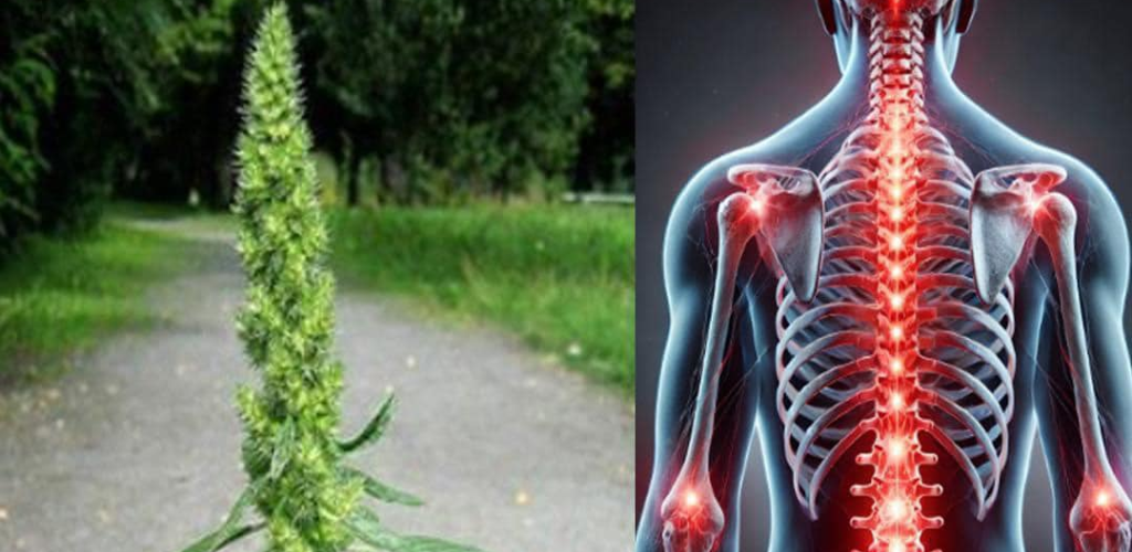 Discover the Health Benefits of Amaranth