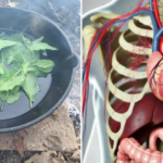 Discovering the Health Benefits of Ash the Great Plant