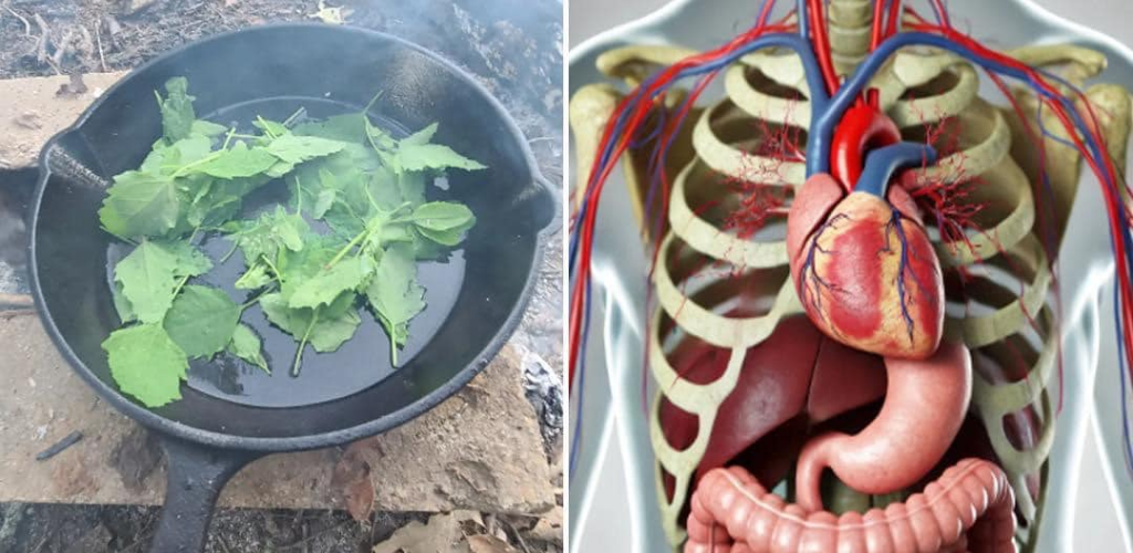 Discovering the Health Benefits of Ash the Great Plant
