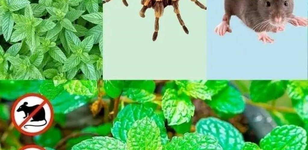8 Plants That Help Control Pests in Your Garden