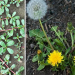 They grow everywhere, most people think they are weeds, but they are real treasures.