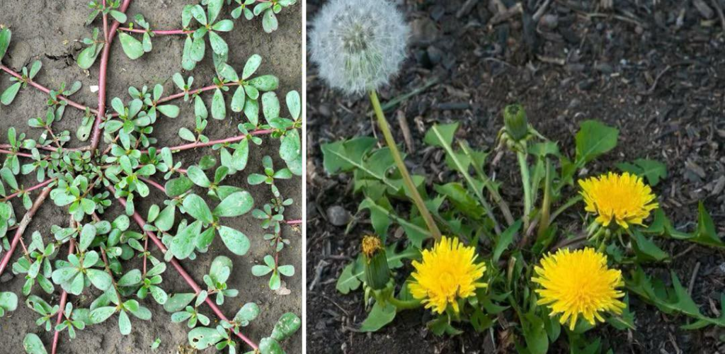 They grow everywhere, most people think they are weeds, but they are real treasures.