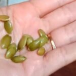 A few pumpkin seeds a day can do wonders for your health, but most people don’t know this…
