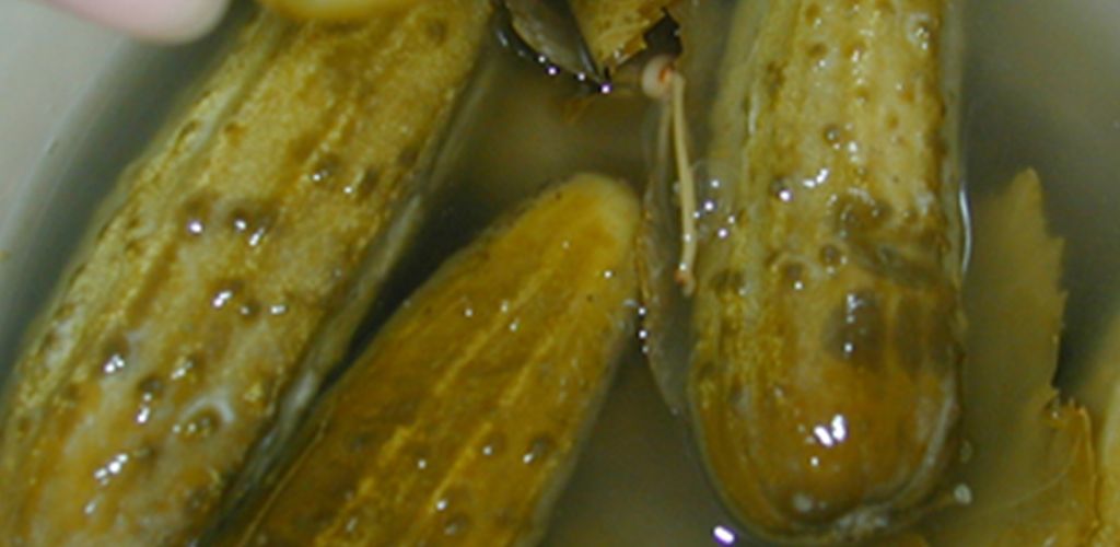 Pickle juice – an immune bomb! It helps with a bunch of ailments you don’t even know about!