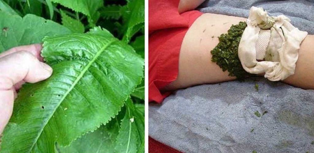 When everything starts to bloom outside, horseradish gathers strength and you can soon benefit from its healing properties.
