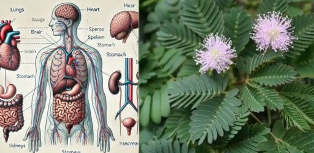 This plant grows everywhere, we see it, but we miss its secrets and healing properties.