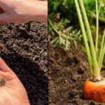 How to sow carrots and parsnips – Step-by-Step Technical Guide