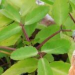 One of the benefits of Kalanchoe is its medicinal properties.