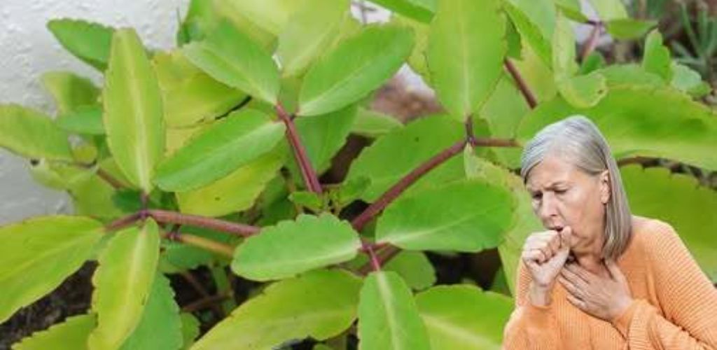 One of the benefits of Kalanchoe is its medicinal properties.