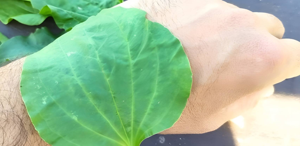 It grows all around us, we step on it all the time but we ignore its benefits