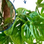 Monstera laniata is a hit in interior design. How to grow the tropical beauty?