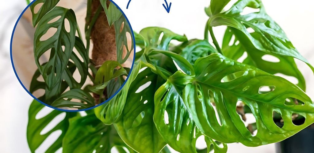 Monstera laniata is a hit in interior design. How to grow the tropical beauty?