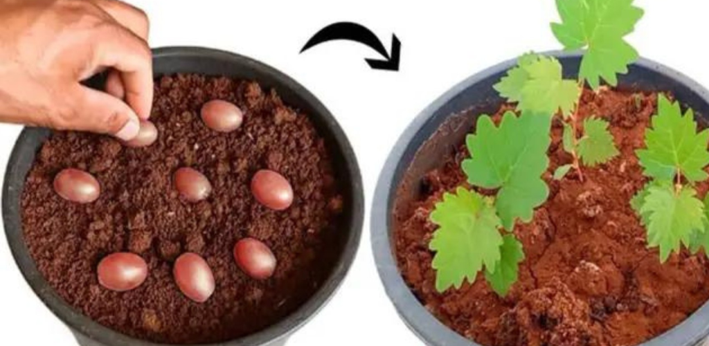 How to Grow Grapes from Seed (in Containers)
