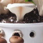 How to Grow Mushrooms at Home in Buckets – Harvest Multiple Times
