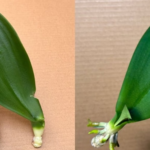 It seems incredible but with just one application it will be an explosion of flowers